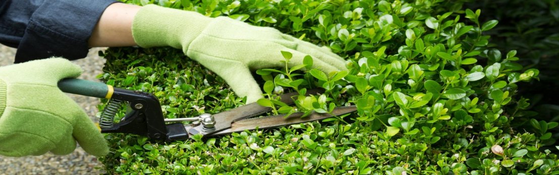 gardening-services-goa